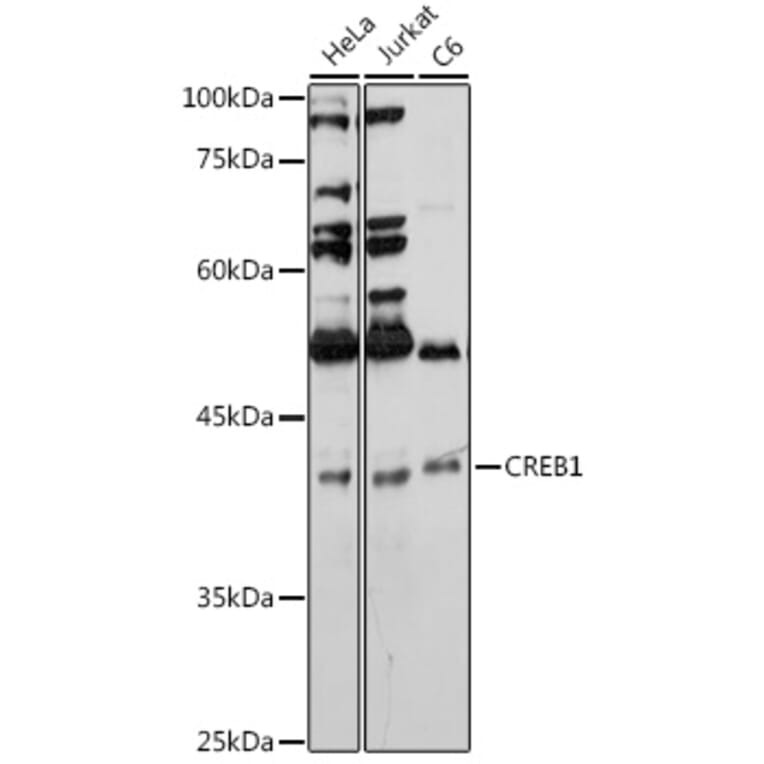 Western Blot - Anti-CREB Antibody (A89728) - Antibodies.com