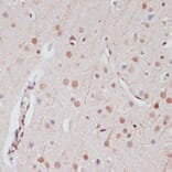 Immunohistochemistry - Anti-CREB Antibody (A89728) - Antibodies.com