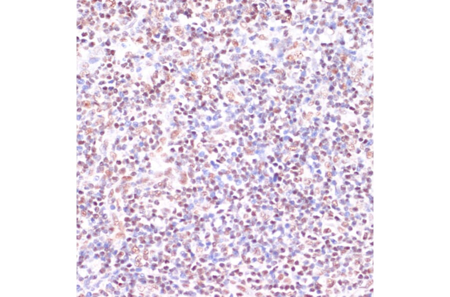 Immunohistochemistry - Anti-CREB Antibody (A89728) - Antibodies.com
