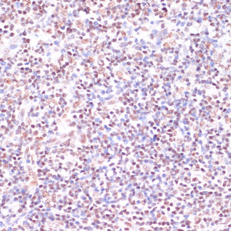 Immunohistochemistry - Anti-CREB Antibody (A89728) - Antibodies.com