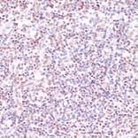 Immunohistochemistry - Anti-CREB Antibody (A89728) - Antibodies.com