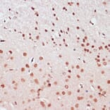 Immunohistochemistry - Anti-CREB Antibody (A89728) - Antibodies.com