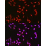 Immunofluorescence - Anti-CREB Antibody (A89728) - Antibodies.com