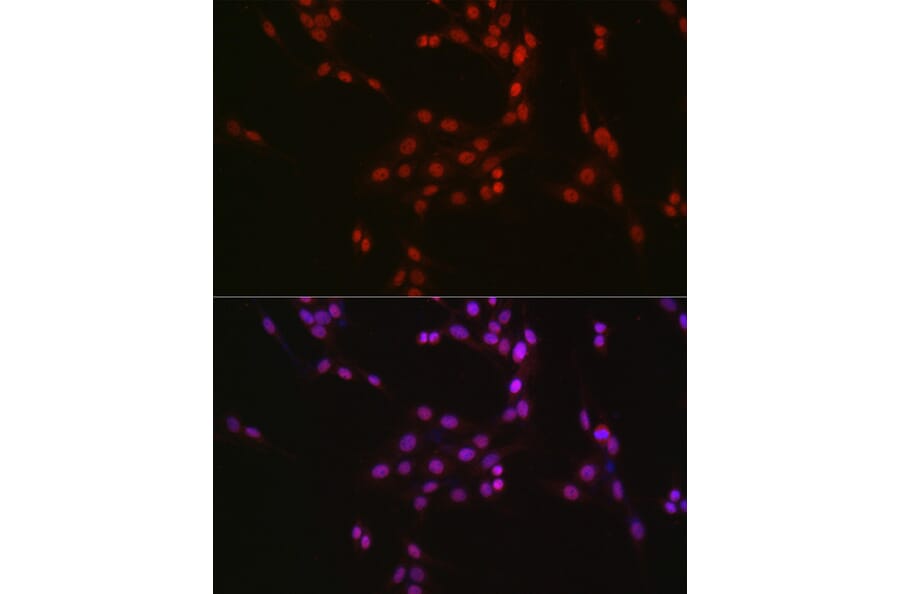 Immunofluorescence - Anti-CREB Antibody (A89728) - Antibodies.com