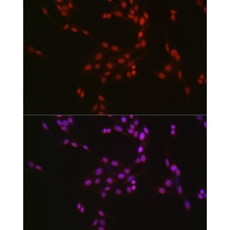 Immunofluorescence - Anti-CREB Antibody (A89728) - Antibodies.com