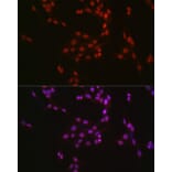 Immunofluorescence - Anti-CREB Antibody (A89728) - Antibodies.com