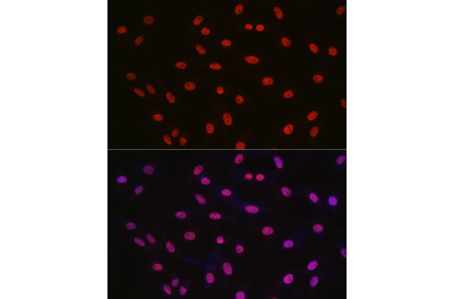 Immunofluorescence - Anti-CREB Antibody (A89728) - Antibodies.com