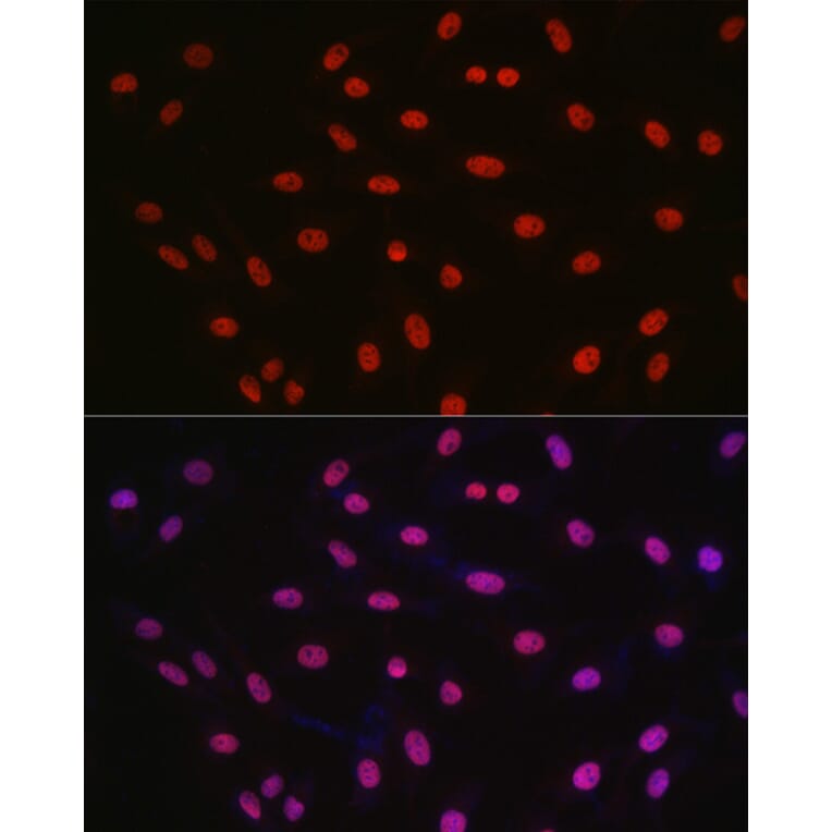 Immunofluorescence - Anti-CREB Antibody (A89728) - Antibodies.com