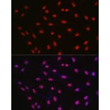 Immunofluorescence - Anti-CREB Antibody (A89728) - Antibodies.com