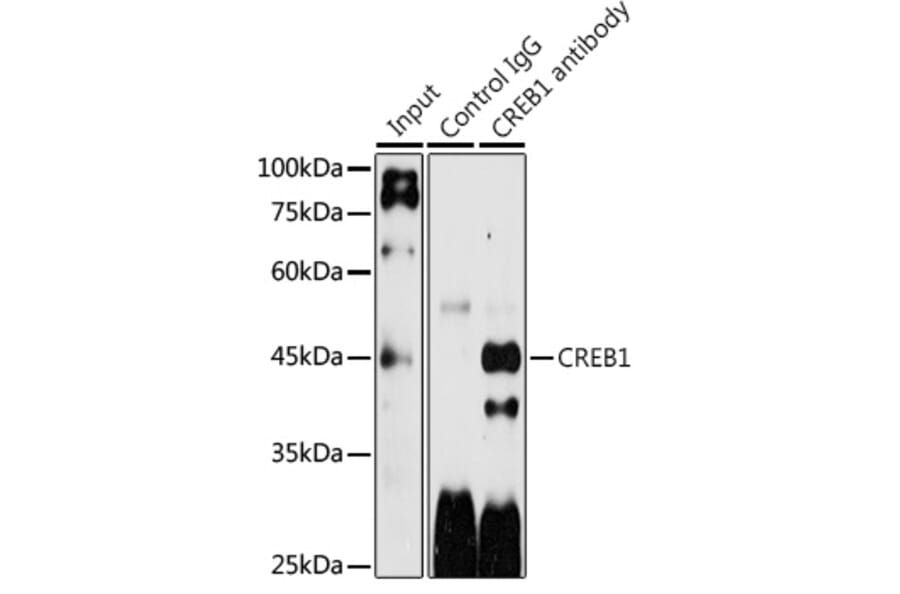 Western Blot - Anti-CREB Antibody (A89728) - Antibodies.com
