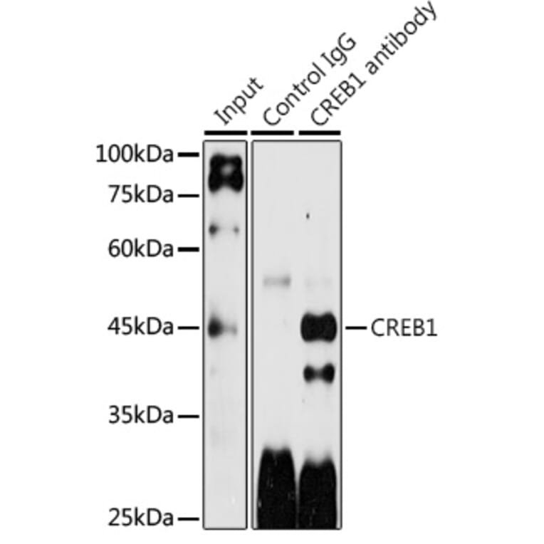 Western Blot - Anti-CREB Antibody (A89728) - Antibodies.com