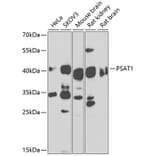 Western Blot - Anti-PSAT1 Antibody (A14124) - Antibodies.com