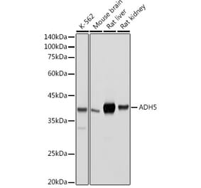 Western Blot - Anti-ADH5 Antibody (A89734) - Antibodies.com