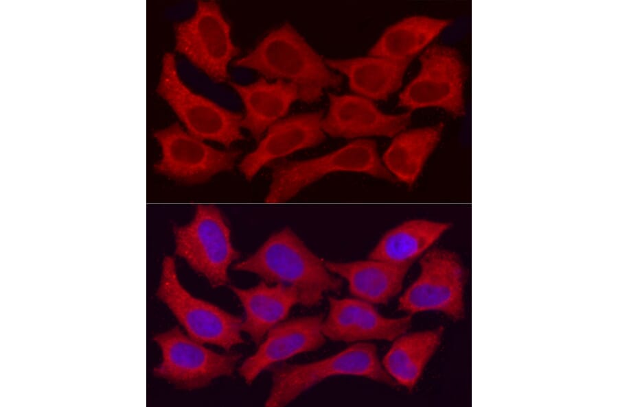 Immunofluorescence - Anti-ADH5 Antibody (A89734) - Antibodies.com
