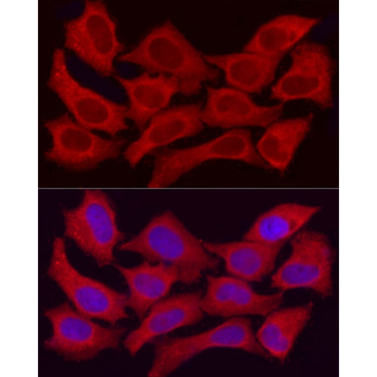 Immunofluorescence - Anti-ADH5 Antibody (A89734) - Antibodies.com