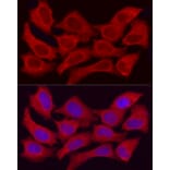 Immunofluorescence - Anti-ADH5 Antibody (A89734) - Antibodies.com