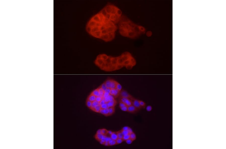 Immunofluorescence - Anti-ADH5 Antibody (A89734) - Antibodies.com