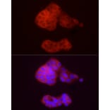 Immunofluorescence - Anti-ADH5 Antibody (A89734) - Antibodies.com