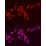 Immunofluorescence - Anti-ADH5 Antibody (A89734) - Antibodies.com