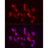 Immunofluorescence - Anti-ADH5 Antibody (A89734) - Antibodies.com