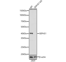 Western Blot - Anti-Selenophosphate synthetase 1 Antibody (A89735) - Antibodies.com