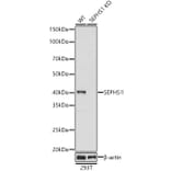 Western Blot - Anti-Selenophosphate synthetase 1 Antibody (A89735) - Antibodies.com