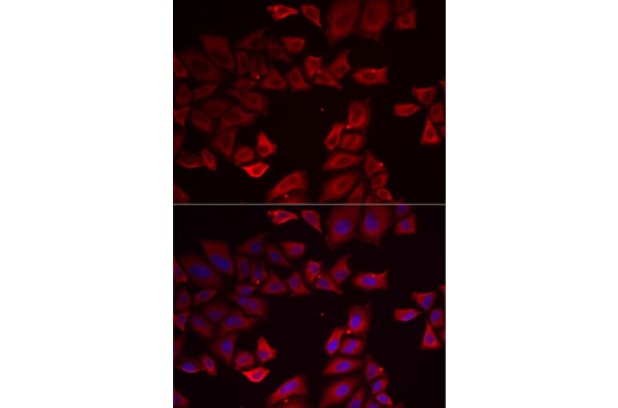 Immunofluorescence - Anti-Selenophosphate synthetase 1 Antibody (A89735) - Antibodies.com