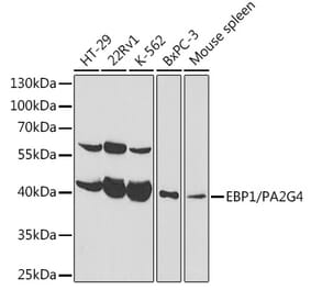 Western Blot - Anti-EBP1 Antibody (A89736) - Antibodies.com