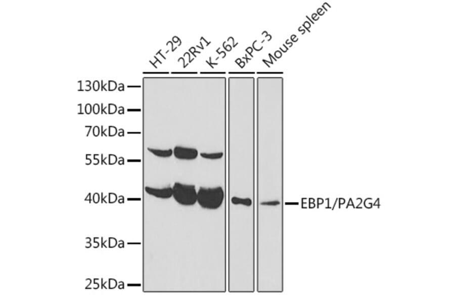 Western Blot - Anti-EBP1 Antibody (A89736) - Antibodies.com