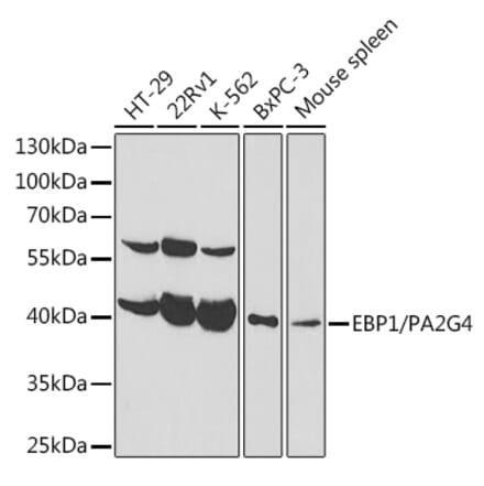 Western Blot - Anti-EBP1 Antibody (A89736) - Antibodies.com