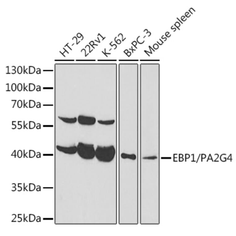 Western Blot - Anti-EBP1 Antibody (A89736) - Antibodies.com