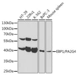 Western Blot - Anti-EBP1 Antibody (A89736) - Antibodies.com