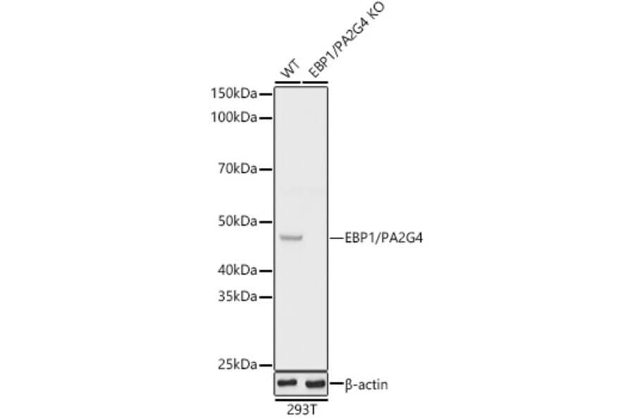 Western Blot - Anti-EBP1 Antibody (A89736) - Antibodies.com