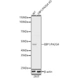 Western Blot - Anti-EBP1 Antibody (A89736) - Antibodies.com