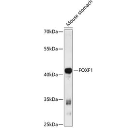 Western Blot - Anti-FOXF1 Antibody (A89738) - Antibodies.com