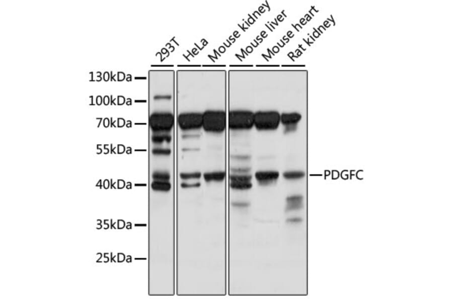 Western Blot - Anti-PDGFC Antibody (A89739) - Antibodies.com