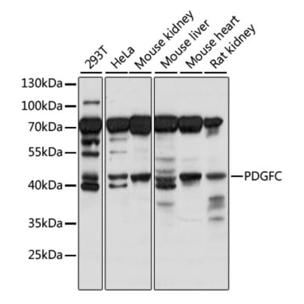 Western Blot - Anti-PDGFC Antibody (A89739) - Antibodies.com