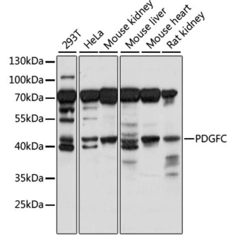 Western Blot - Anti-PDGFC Antibody (A89739) - Antibodies.com