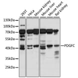 Western Blot - Anti-PDGFC Antibody (A89739) - Antibodies.com