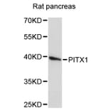 Western Blot - Anti-PITX1 Antibody (A4022) - Antibodies.com