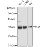 Western Blot - Anti-PLEK Antibody (A13338) - Antibodies.com