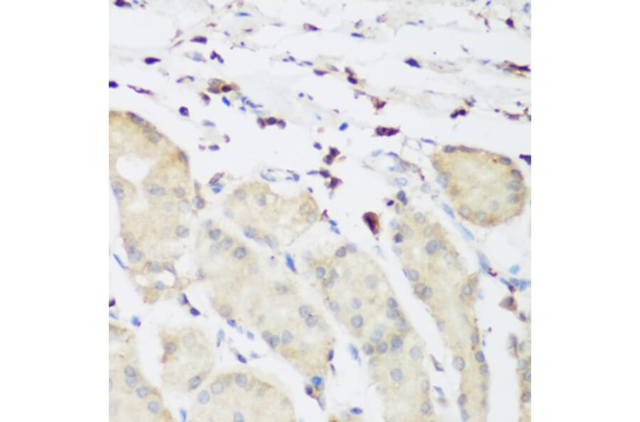 Immunohistochemistry - Anti-PLEK Antibody (A13338) - Antibodies.com