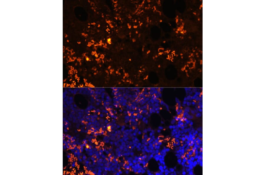 Immunofluorescence - Anti-GPCR GPR55 Antibody (A89744) - Antibodies.com
