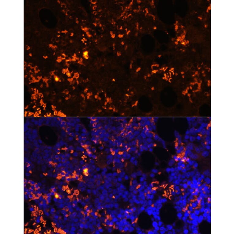 Immunofluorescence - Anti-GPCR GPR55 Antibody (A89744) - Antibodies.com