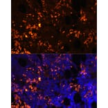 Immunofluorescence - Anti-GPCR GPR55 Antibody (A89744) - Antibodies.com