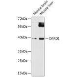 Western Blot - Anti-OPRD1 Antibody (A14207) - Antibodies.com