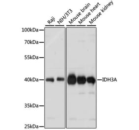 Western Blot - Anti-IDH3A Antibody (A89748) - Antibodies.com