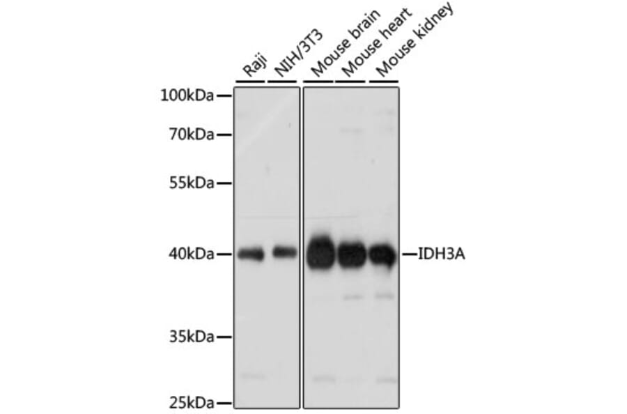 Western Blot - Anti-IDH3A Antibody (A89748) - Antibodies.com