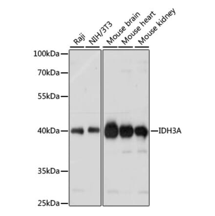 Western Blot - Anti-IDH3A Antibody (A89748) - Antibodies.com