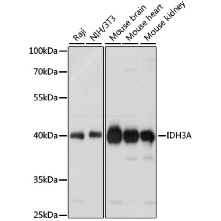 Western Blot - Anti-IDH3A Antibody (A89748) - Antibodies.com